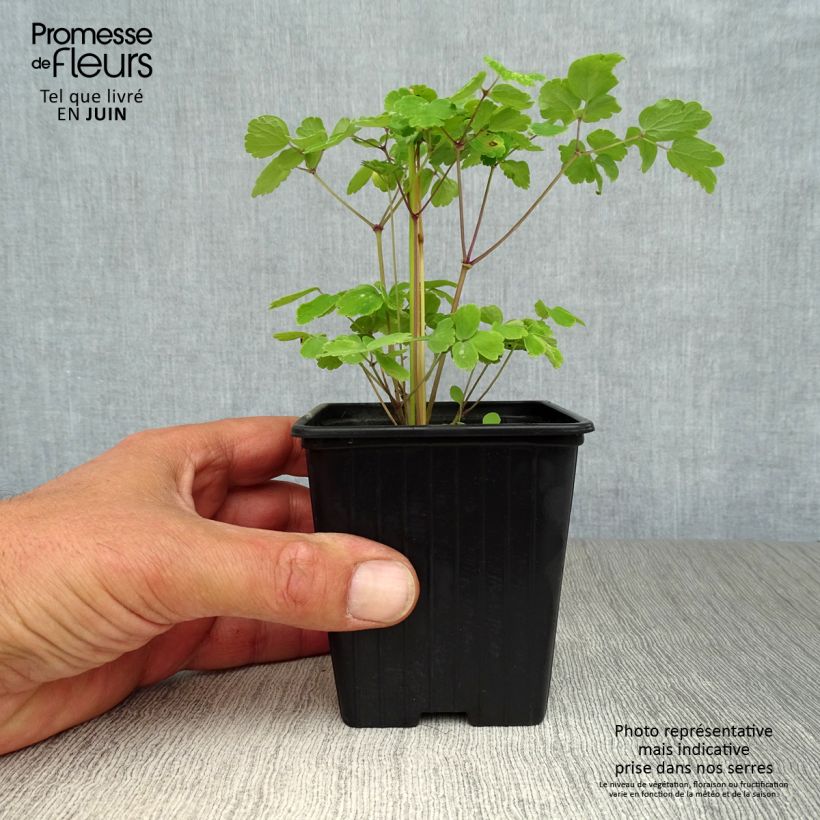 Spécimen de Thalictrum aquilegifolium - Pigamon Godet de 7/8 cm tel que livré en été