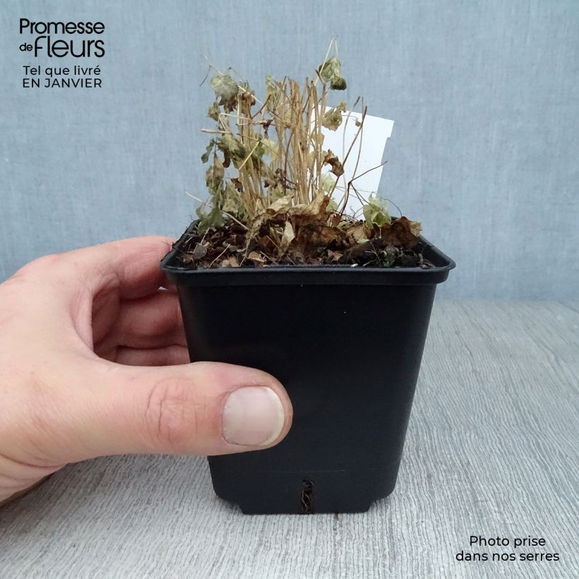 Spécimen de Thalictrum aquilegifolium - Pigamon tel que livré en hiver