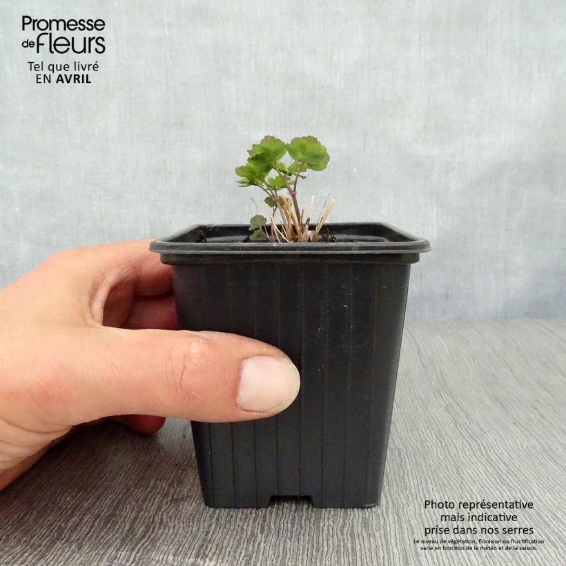 Spécimen de Thalictrum aquilegifolium - Pigamon Godet de 8 cm tel que livré au printemps
