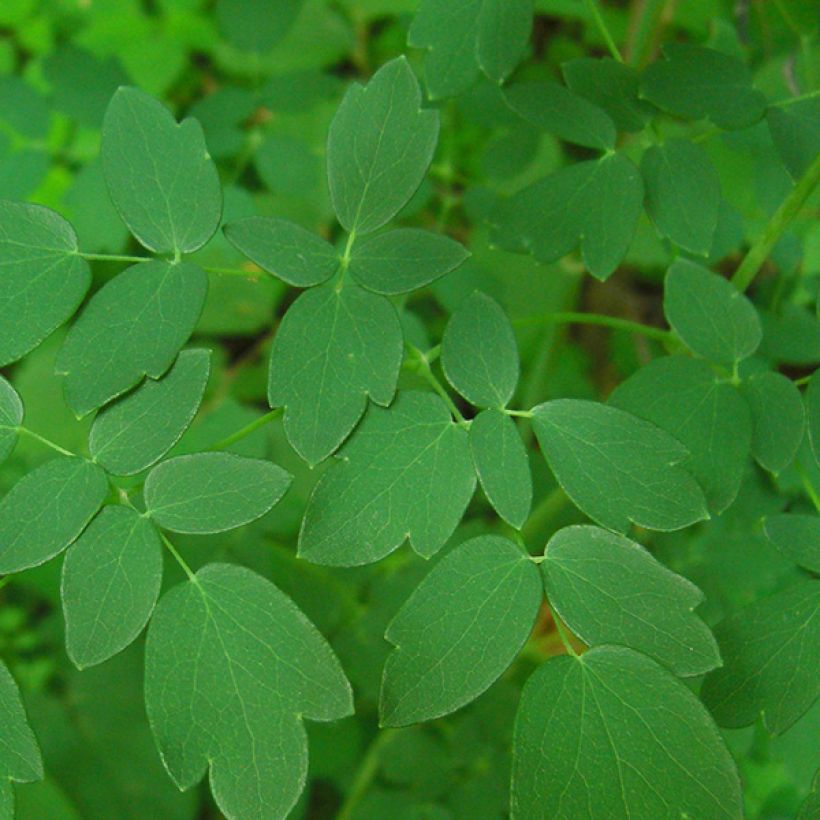 Thalictrum delavayi - Pigamon (Feuillage)