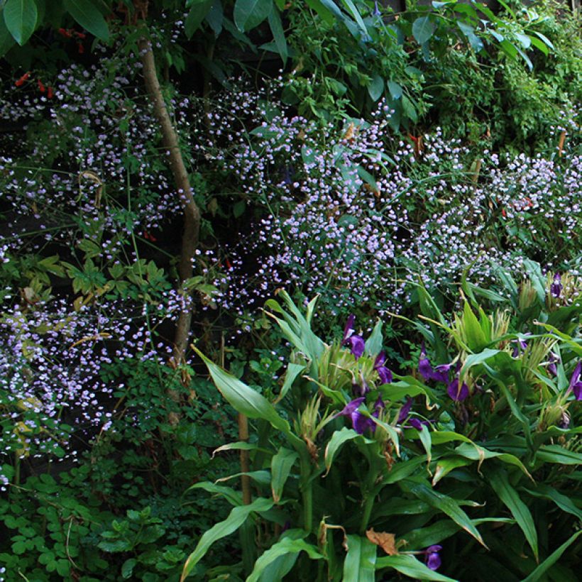 Thalictrum delavayi - Pigamon (Floraison)