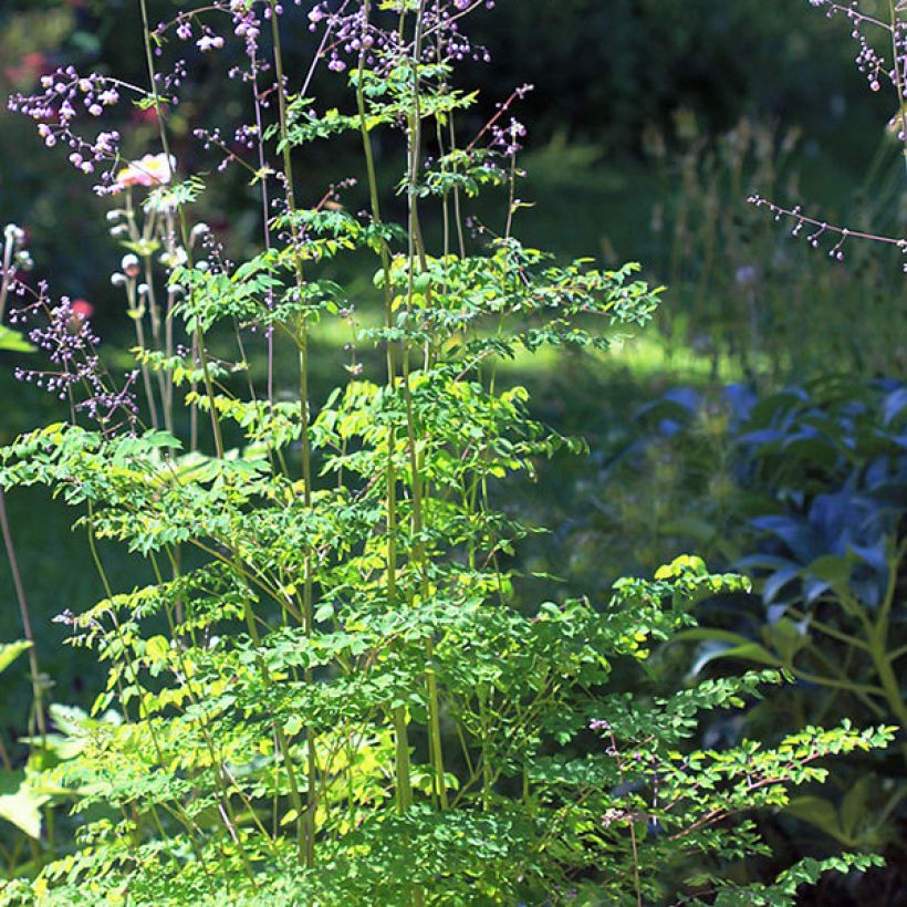 Thalictrum delavayi - Pigamon (Port)