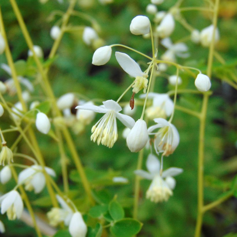 Thalictrum delavayi Album (Floraison)