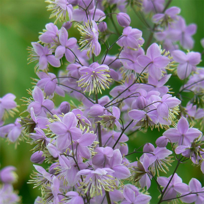 Thalictrum delavayi Ankum - Pigamon (Floraison)