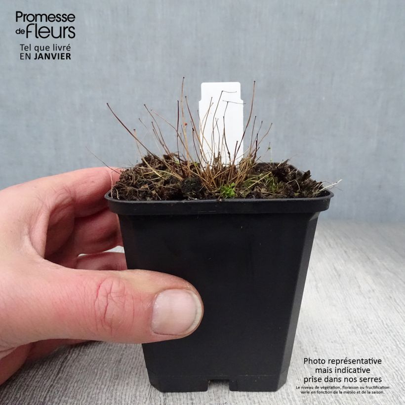 Spécimen de Thalictrum delavayi Ankum - Pigamon tel que livré en hiver