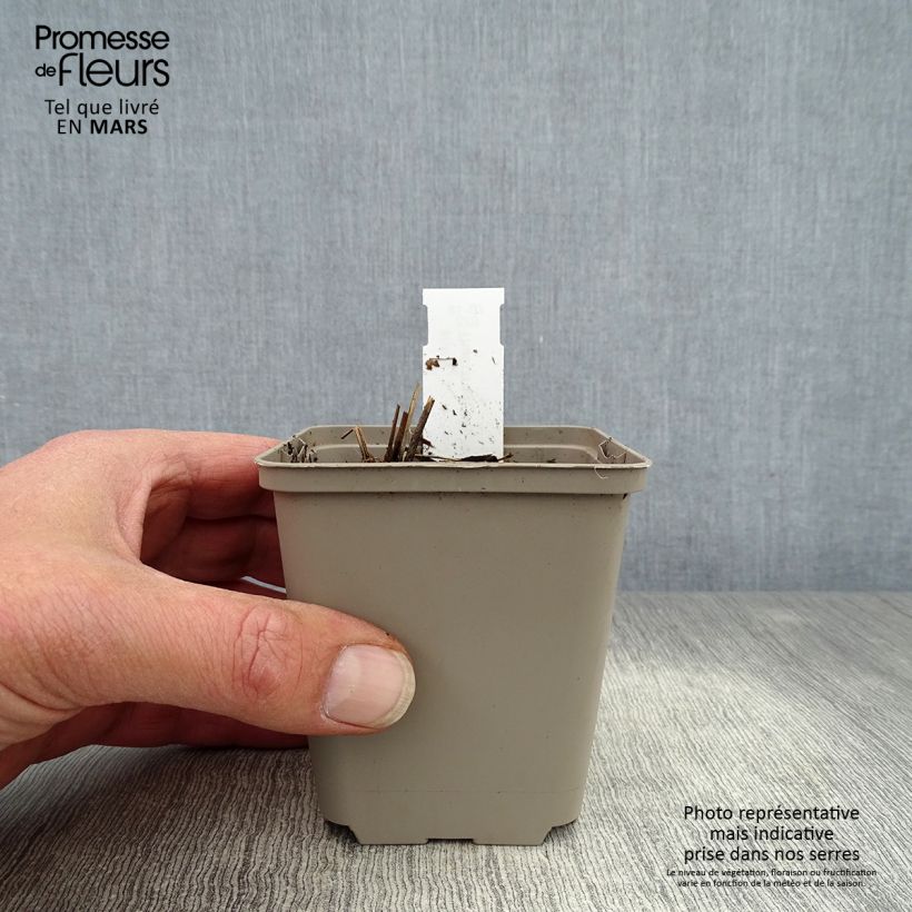 Spécimen de Thalictrum delavayi Ankum - Pigamon Godet de 9cm tel que livré au printemps