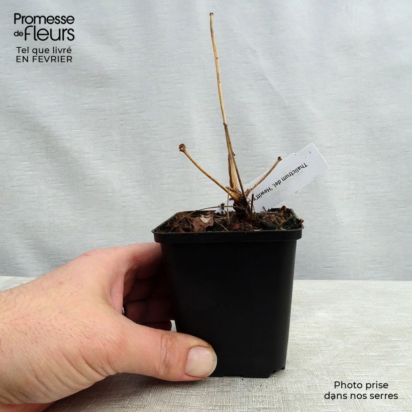 Spécimen de Thalictrum delavayi Hewitt's Double - Pigamon Godet de 8/9 cm tel que livré en hiver