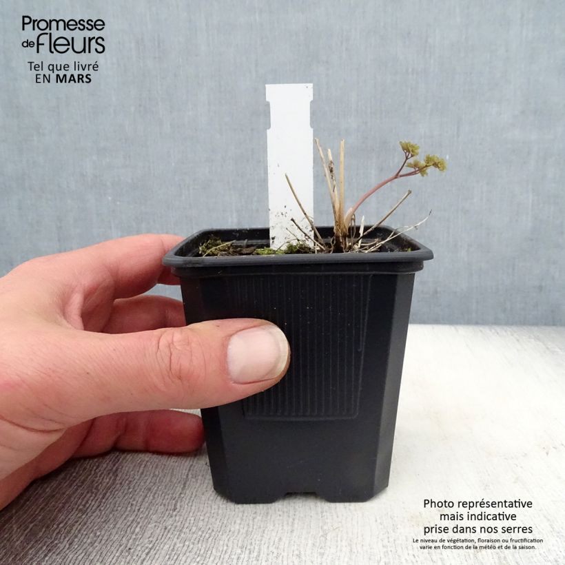 Spécimen de Thalictrum delavayi Hewitt's Double - Pigamon Godet de 9cm tel que livré au printemps