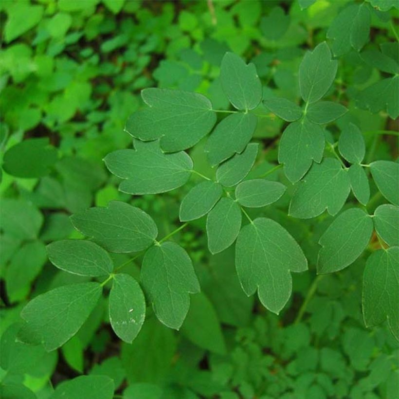 Thalictrum delavayi Hinckley (Feuillage)