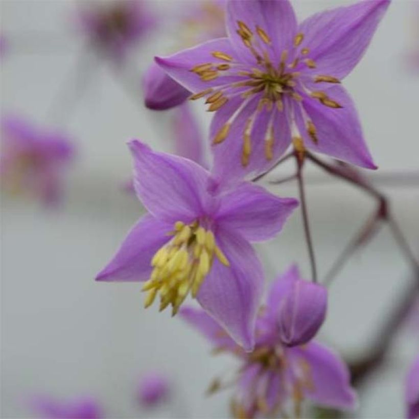Thalictrum delavayi Hinckley (Floraison)