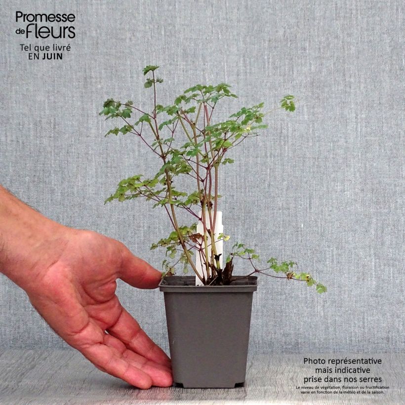 Spécimen de Thalictrum delavayi Hinckley Godet de 8/9 cm tel que livré en été