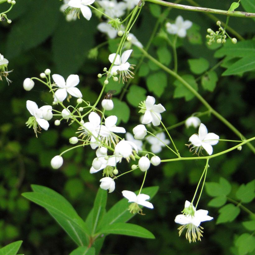 Thalictrum delavayi Splendide Album  (Floraison)