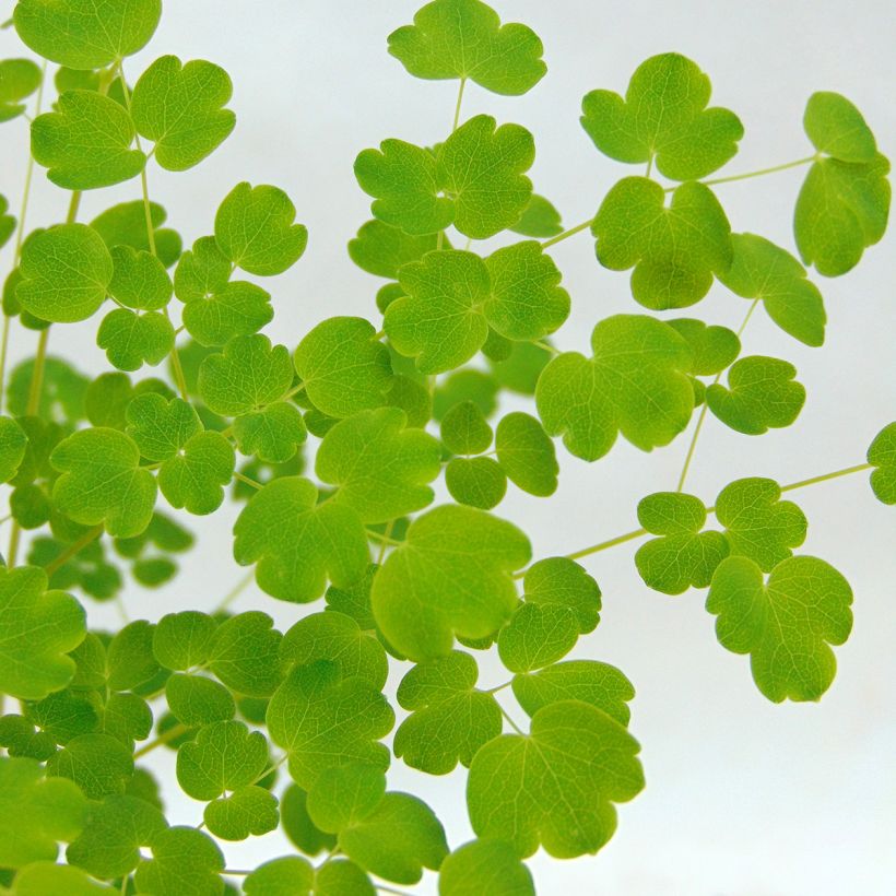 Thalictrum delavayi Splendide Album  (Feuillage)