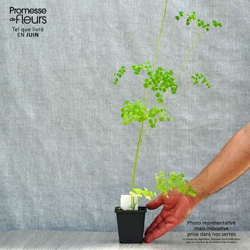 Spécimen de Thalictrum delavayi Splendide Album  Godet de 8/9 cm tel que livré en été