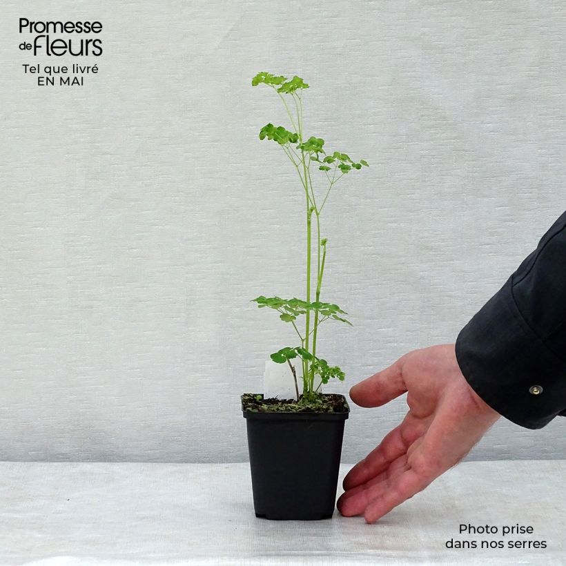 Spécimen de Thalictrum delavayi Splendide Album en godet de 9 cm tel que livré au printemps