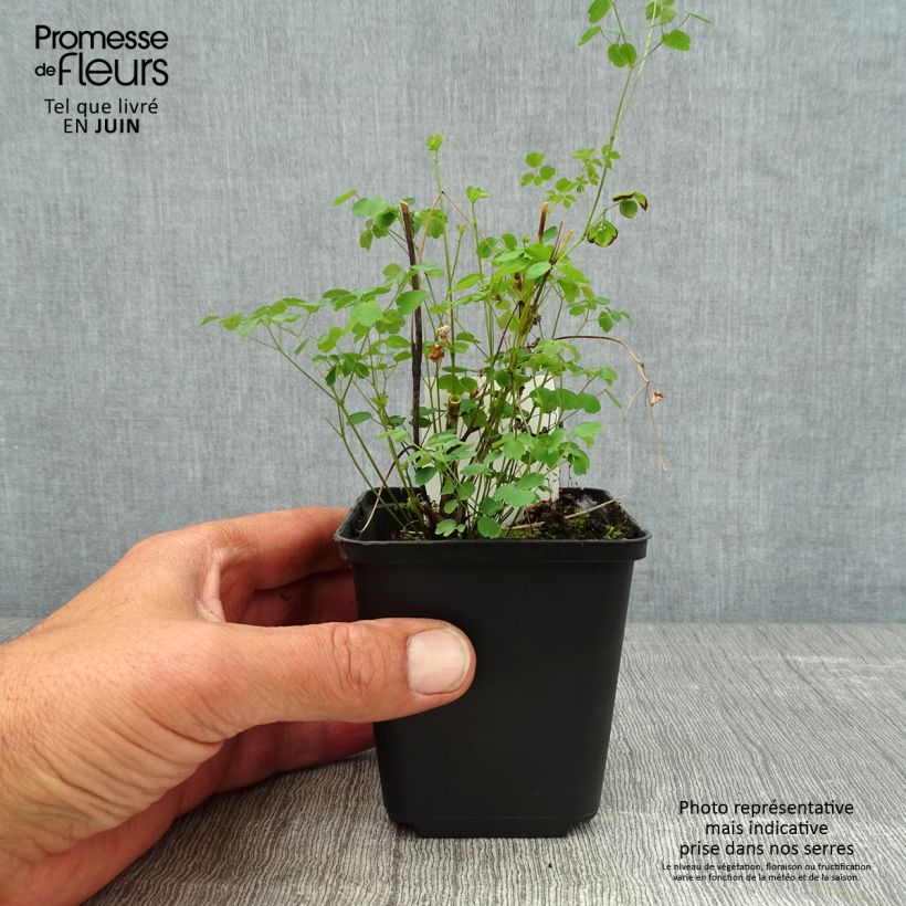 Spécimen de Thalictrum delavayi Splendide - Pigamon Godet de 8/9 cm tel que livré en été