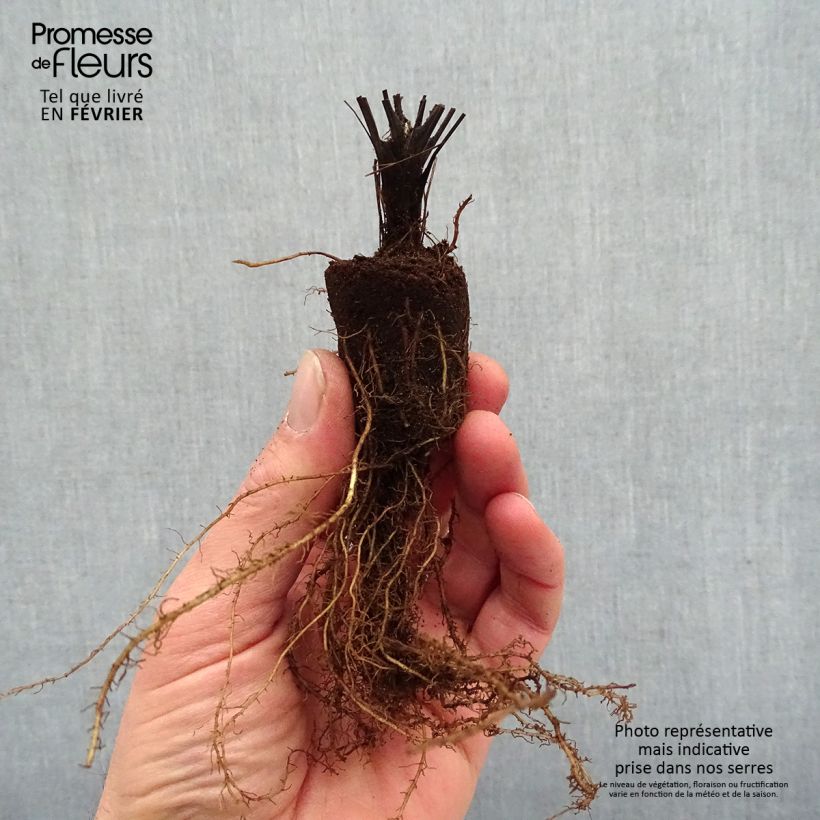 Spécimen de Thalictrum delavayi Splendide - Pigamon - racines nues tel que livré en hiver