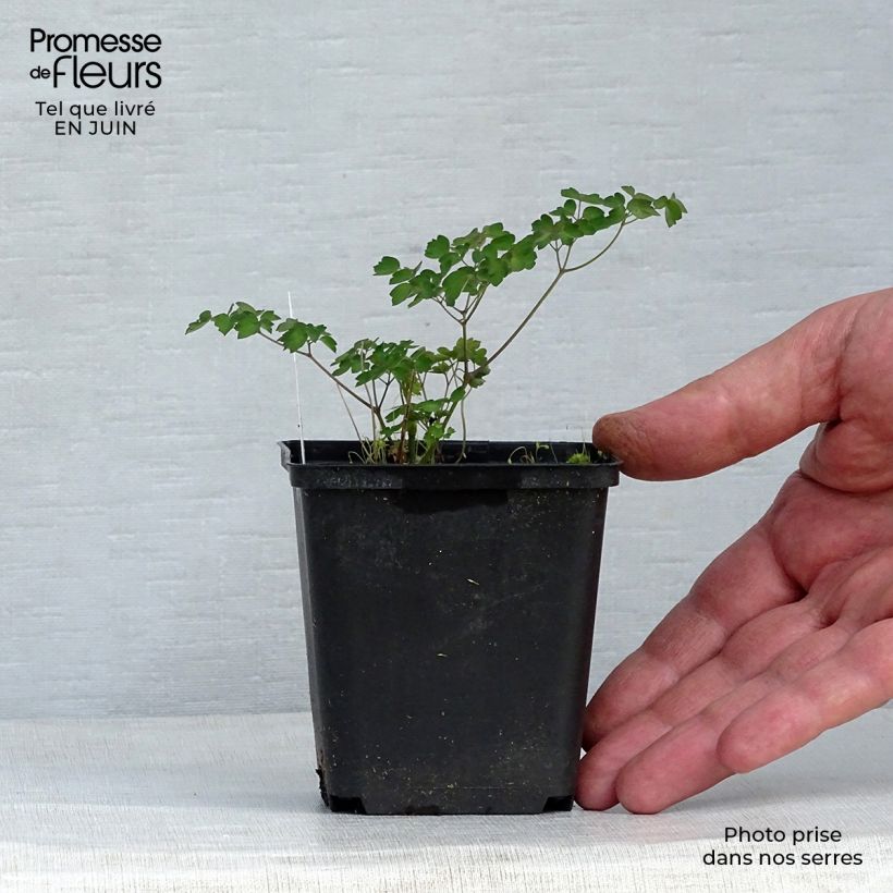Spécimen de Thalictrum delavayi - Pigamon Godet de 8/9 cm tel que livré en été