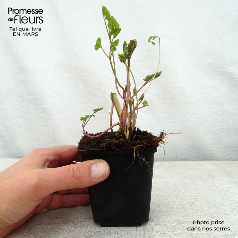 Spécimen de Thalictrum flavum glaucum - Pigamon Godet de 9cm tel que livré au printemps