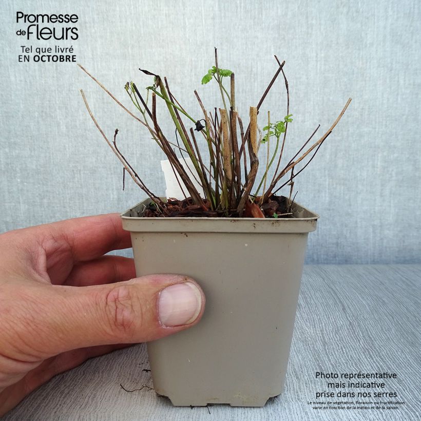 Spécimen de Thalictrum flavum glaucum - Pigamon Godet de 8/9 cm tel que livré en automne