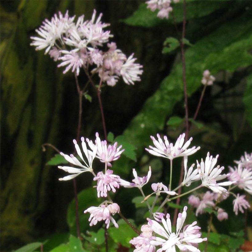 Thalictrum kiusianum - Pigamon nain (Floraison)