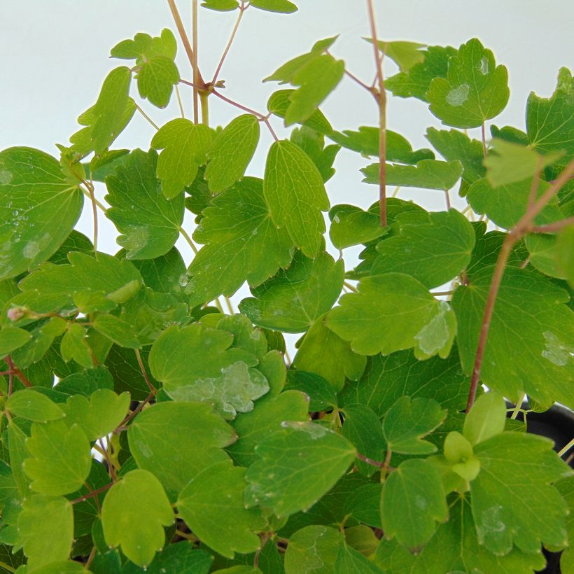 Thalictrum kiusianum - Pigamon nain (Feuillage)