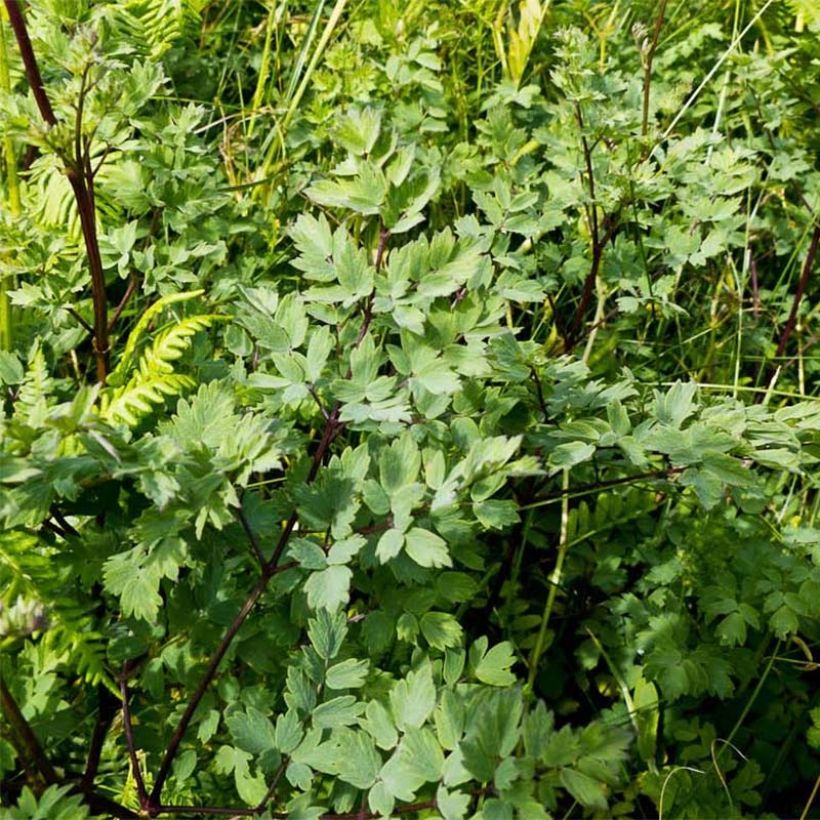 Thalictrum minus Adiantifolium - Petit Pigamon (Feuillage)