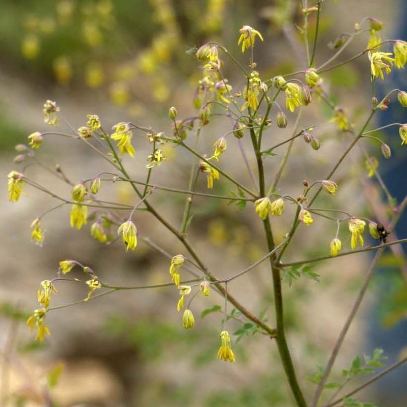 Thalictrum minus Adiantifolium - Petit Pigamon (Floraison)