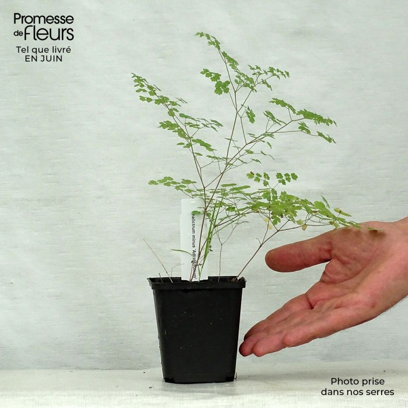 Spécimen de Thalictrum minus Adiantifolium - Petit Pigamon Godet de 8/9 cm tel que livré en été