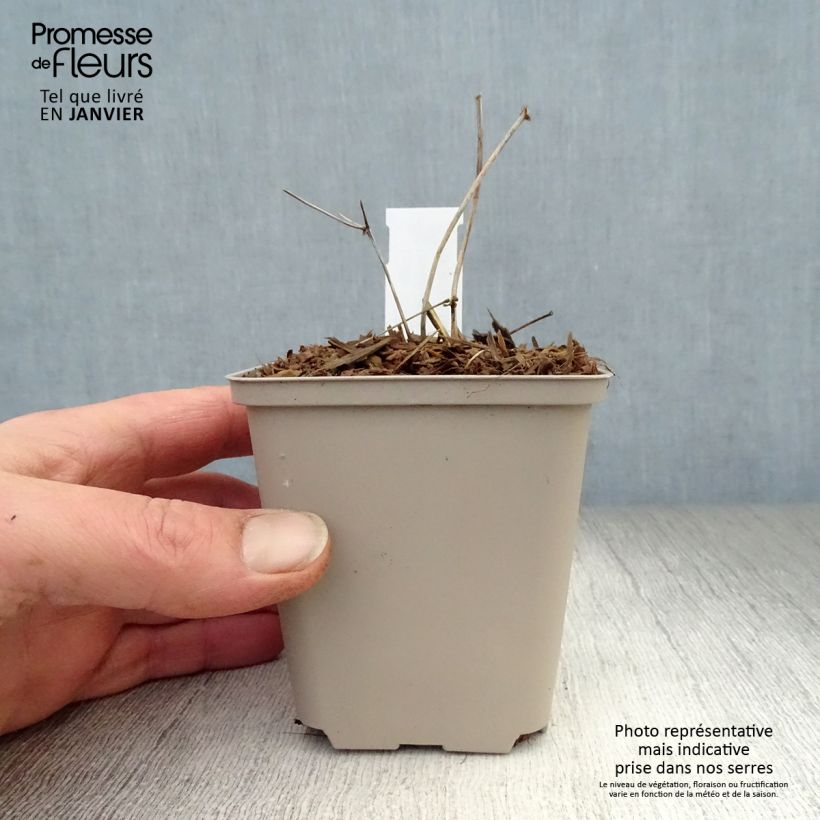 Spécimen de Thalictrum petaloideum Ghent Ebony - Pigamon Godet de 8/9 cm tel que livré en hiver