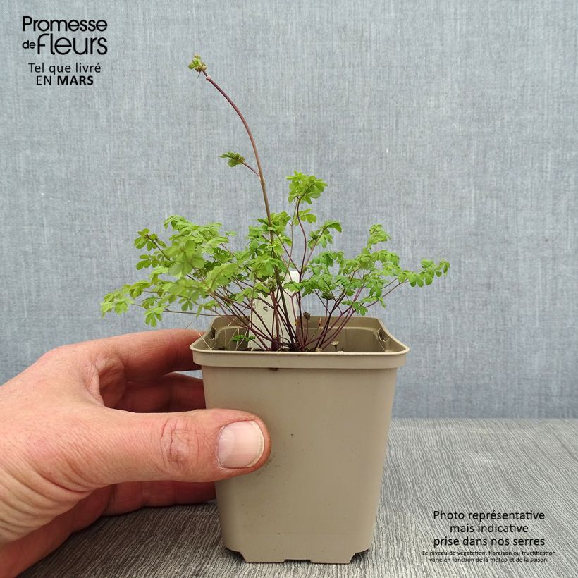 Spécimen de Thalictrum petaloideum - Pigamon tel que livré en hiver