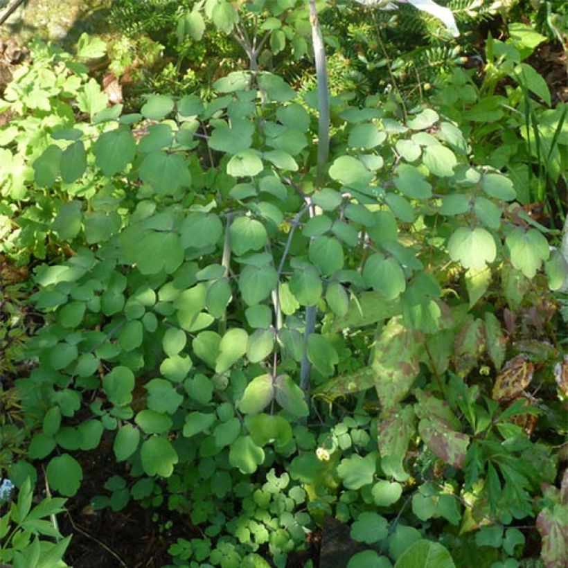 Thalictrum rochebrunianum - Pigamon (Feuillage)
