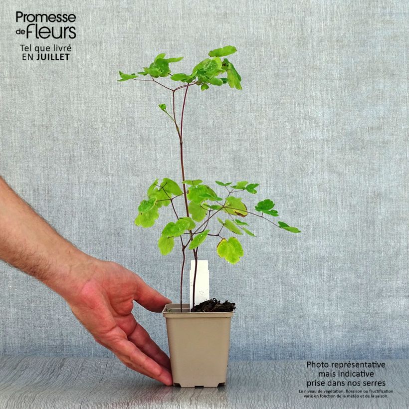 Spécimen de Thalictrum rochebrunianum - Pigamon Godet de 8/9 cm tel que livré en été