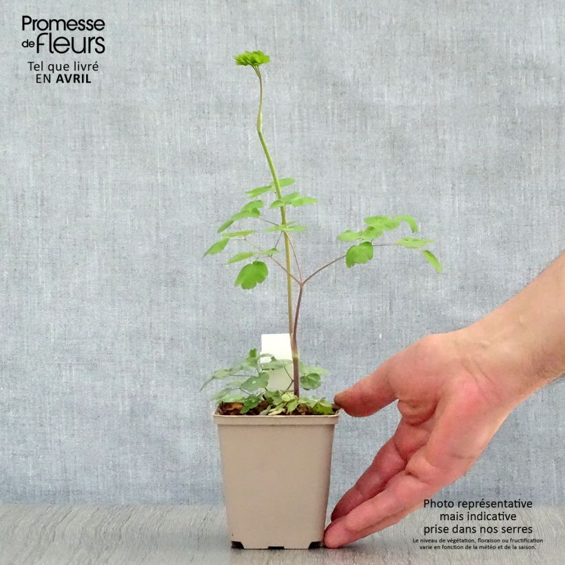 Spécimen de Thalictrum rochebrunianum - Pigamon Godet de 9cm tel que livré au printemps