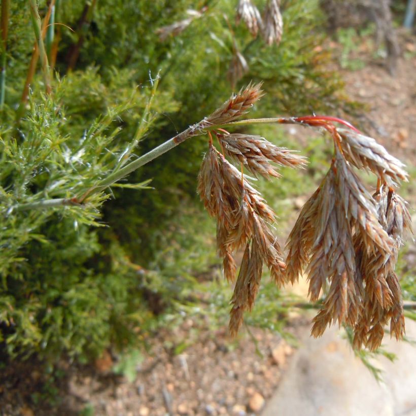 Thamnochortus cinereus - Restio (Floraison)