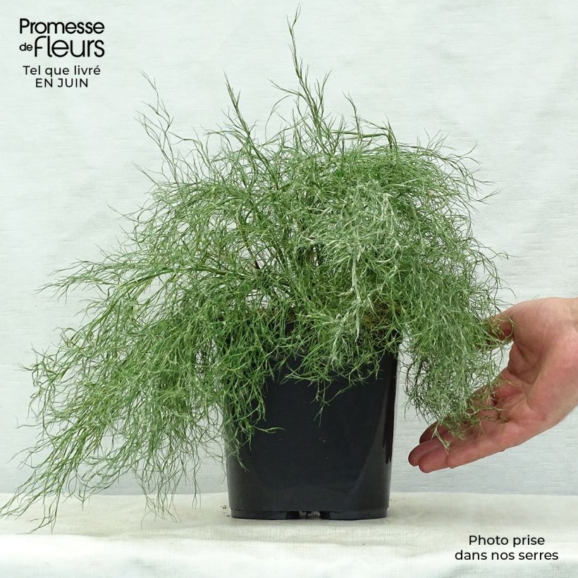Spécimen de Thamnochortus cinereus - Restio Pot de 3L/4L tel que livré en été