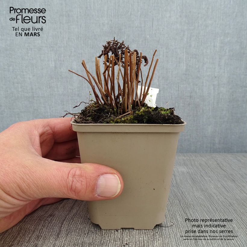 Spécimen de Thelypteris kunthii - Fougère Godet de 8/9 cm tel que livré en hiver