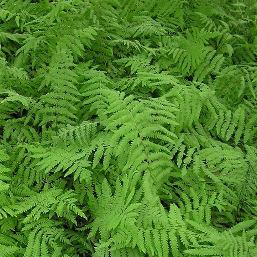 Thelypteris palustris - Fougère des marais (Feuillage)