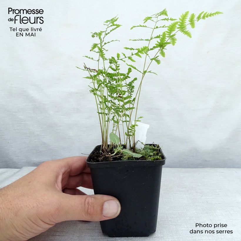 Spécimen de Thelypteris palustris - Fougère des marais Godet de 9cm tel que livré au printemps