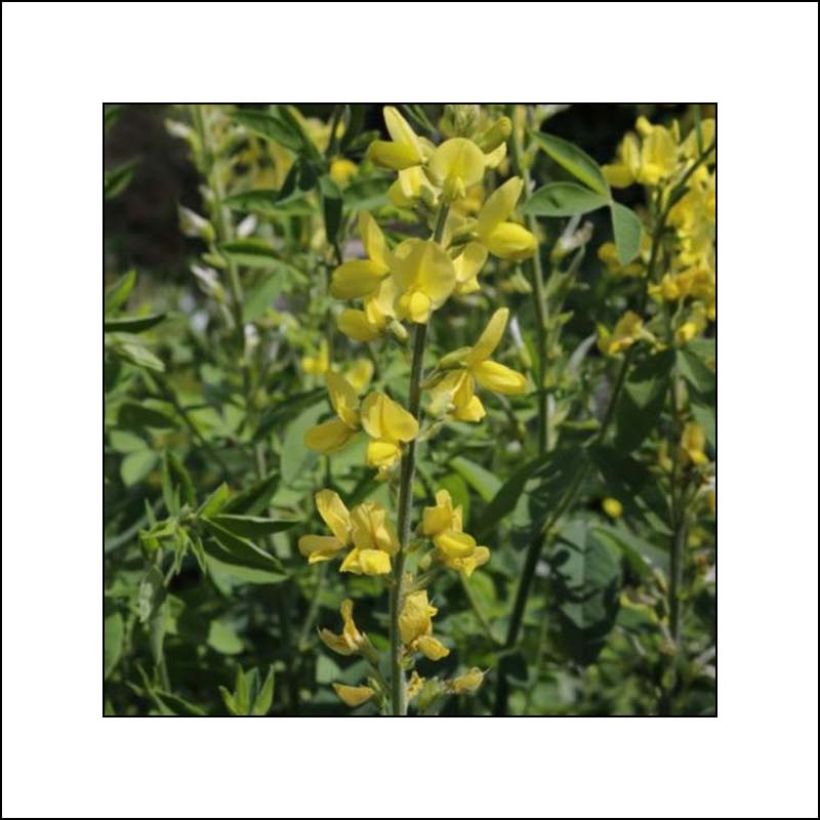 Thermopsis chinensis (Floraison)