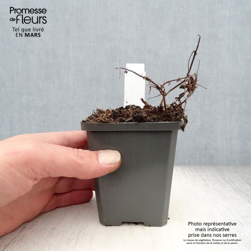 Spécimen de Thermopsis chinensis Godet de 9cm tel que livré au printemps