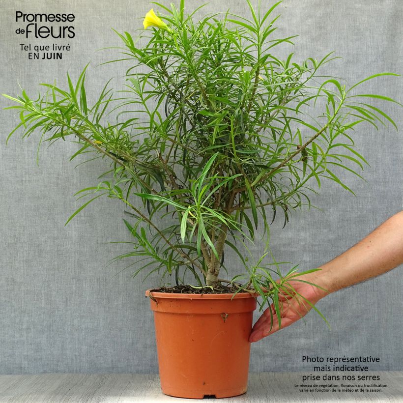 Spécimen de Thevetia peruviana - Thévétia du Pérou ou Laurier jaune Pot de 7,5L/10L tel que livré en été