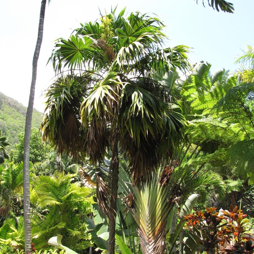 Thrinax parviflora - Palmier de la Jamaïque (Port)