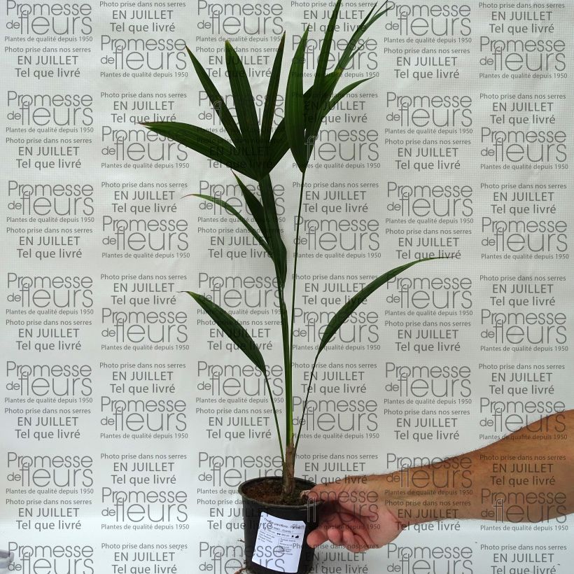 Spécimen de Thrinax parviflora - Palmier de la Jamaïque Pot de 12 cm tel que livré en été