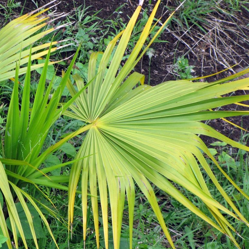 Thrinax radiata - Palmier balai de Floride (Feuillage)