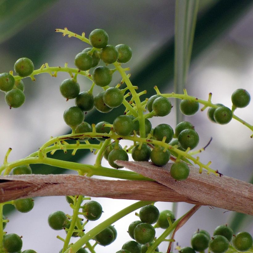 Thrinax radiata - Palmier balai de Floride (Récolte)