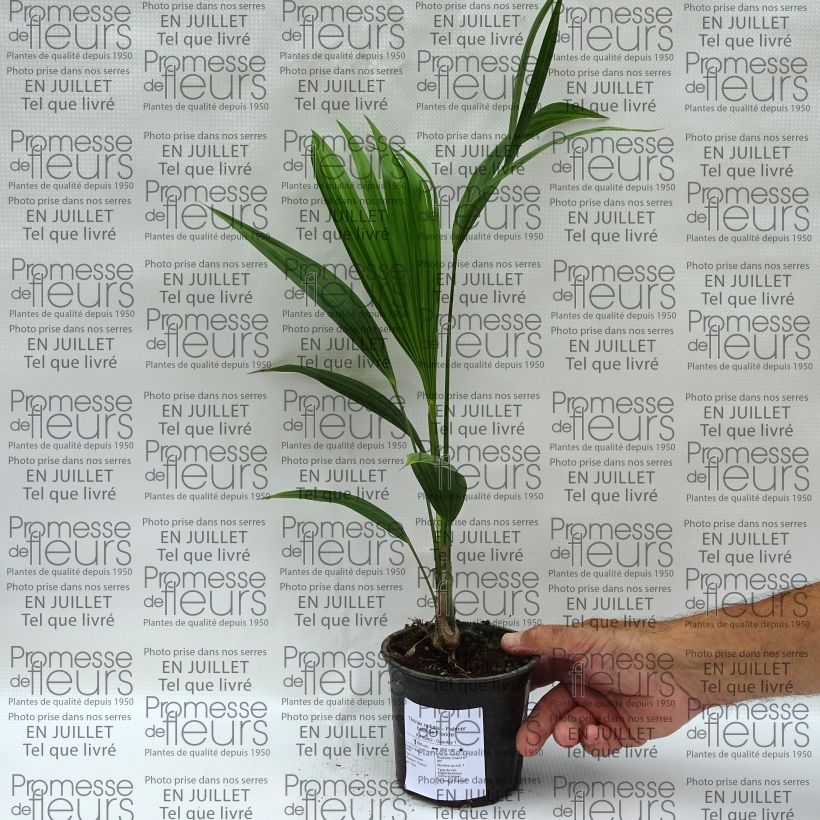 Spécimen de Thrinax radiata - Palmier balai de Floride Pot de 12 cm tel que livré en été