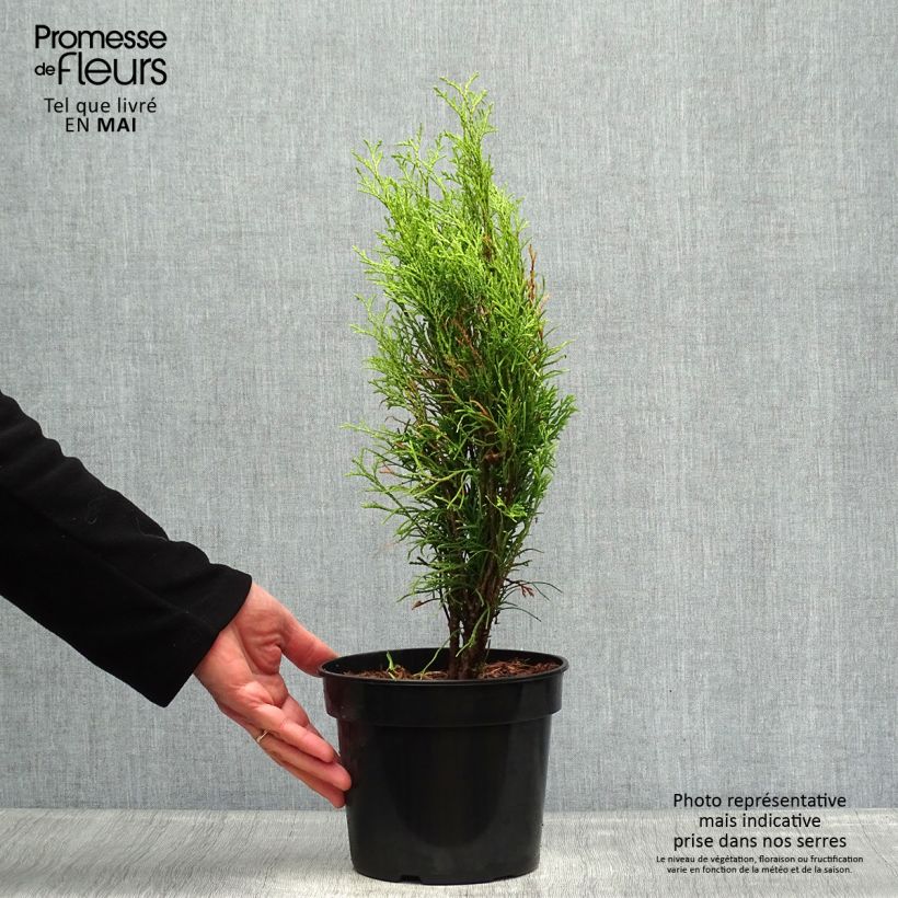 Spécimen de Thuja occidentalis Totem Smaragd - Thuya du Canada Pot de 2L/3L tel que livré au printemps
