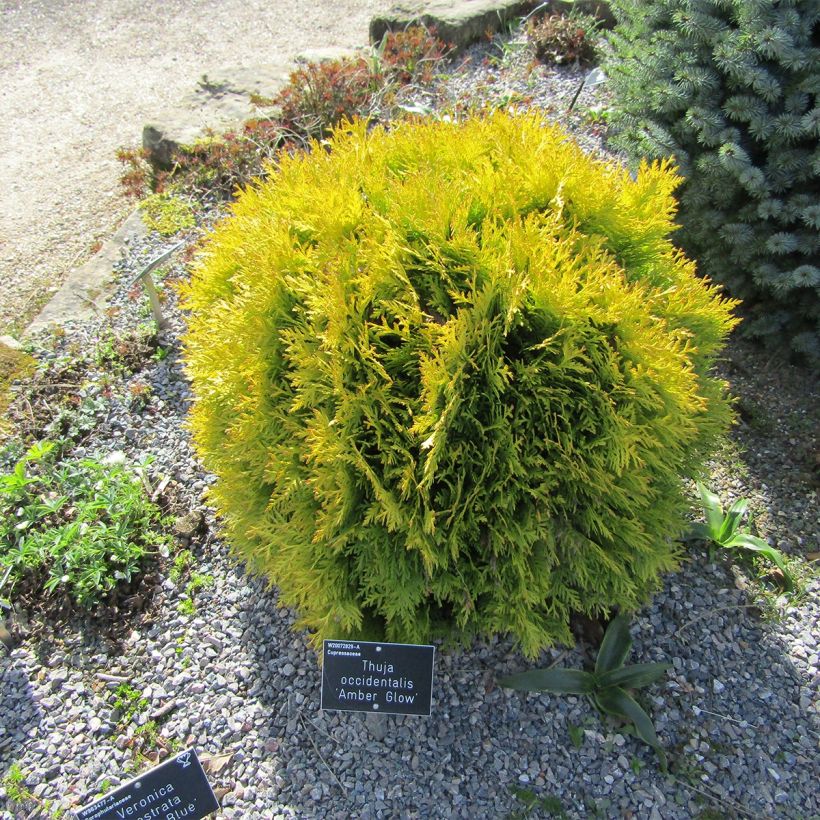 Thuya du Canada - Thuja occidentalis Amber Glow (Port)