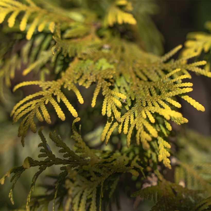 Thuya du Canada - Thuja occidentalis Amber Glow (Feuillage)